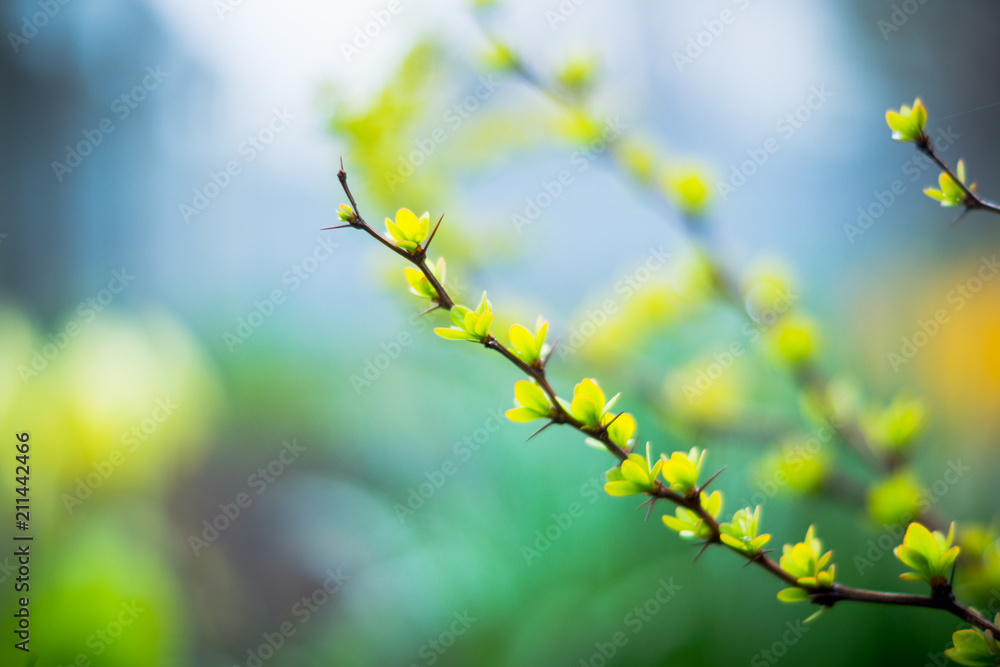 Barberry bush with new leaves in the garden. Selective focus. Shallow depth of field. Barberry bush with new leaves in the garden. Selective focus. Shallow depth of field.