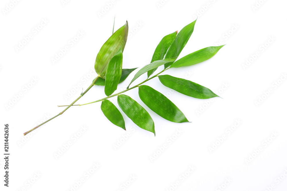 Fototapeta premium Green bamboo leaves on white background