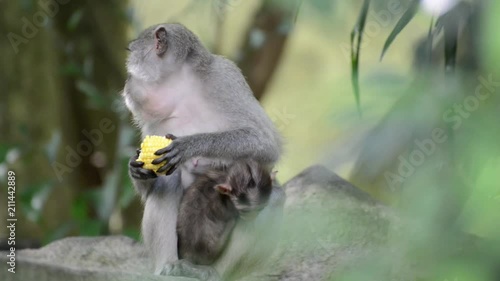 The monkey in the forest eating the corn while breastfeeding