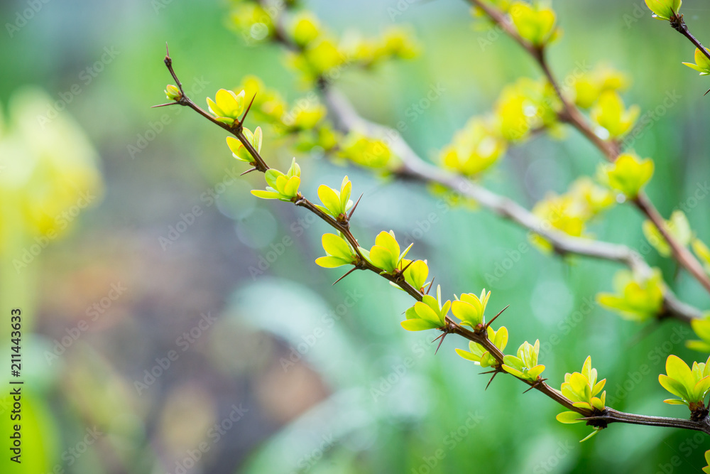 Barberry bush with new leaves in the garden. Selective focus. Shallow depth of field. Barberry bush with new leaves in the garden. Selective focus. Shallow depth of field.
