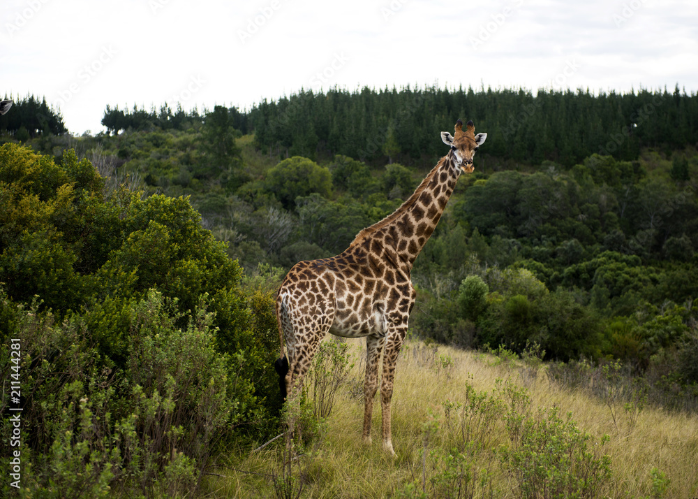 Giraffe - safaru