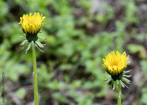 Fototapeta Naklejka Na Ścianę i Meble -  two sleeping yellow dandelions
