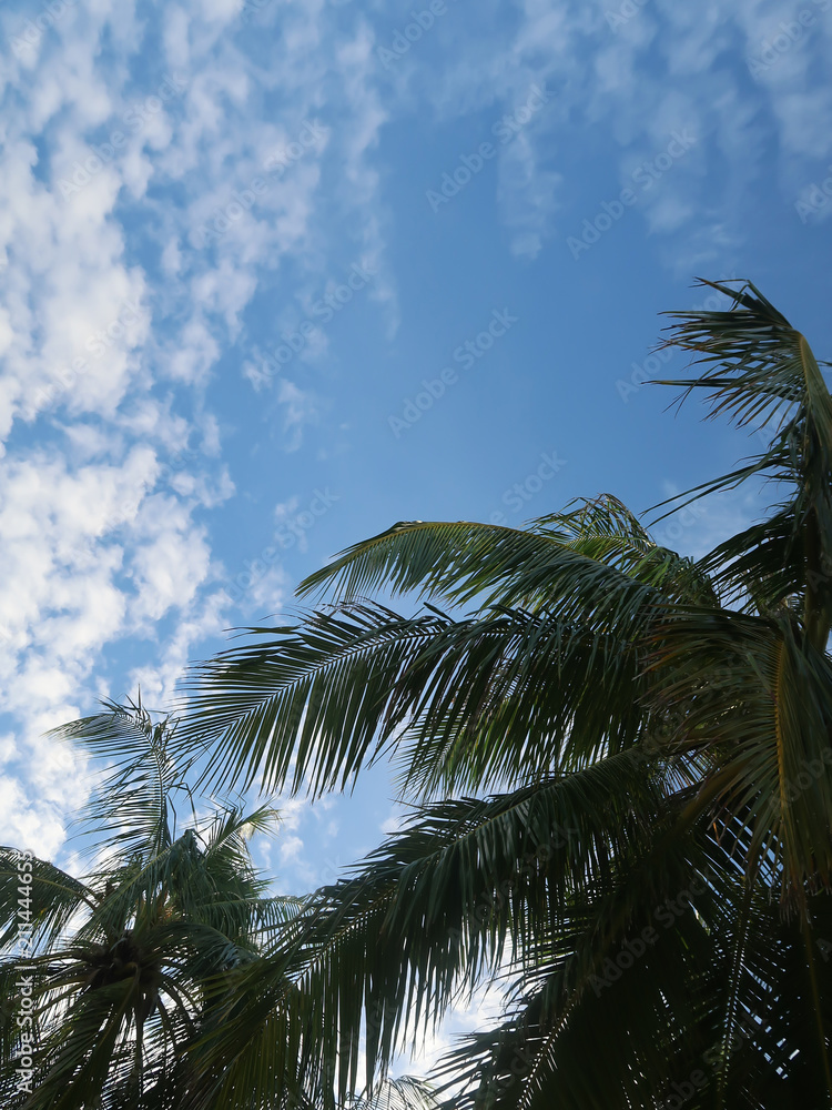 Fototapeta premium Palm Tree Under Blue Sky