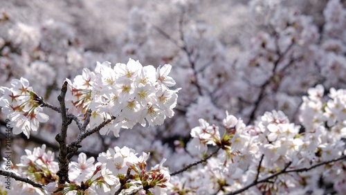 Full bloom sakura blossom in Tokyo, Japan © aunyaluck