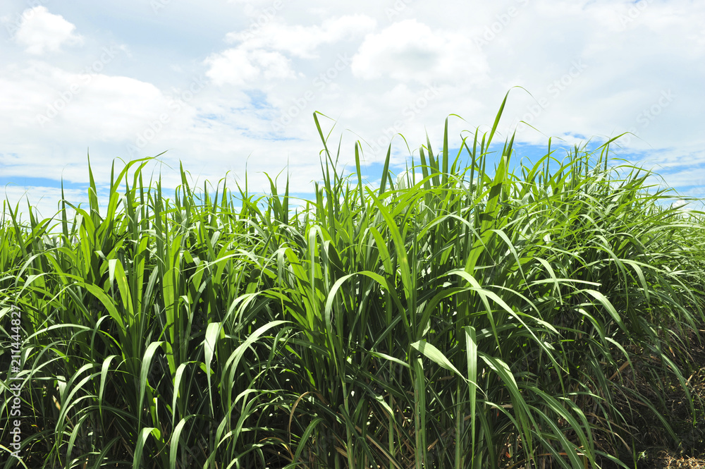 Sugarcane Sugarcane