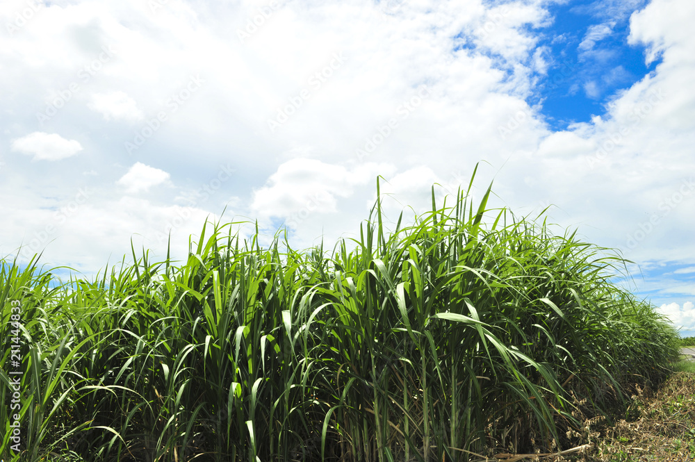 Sugarcane Sugarcane