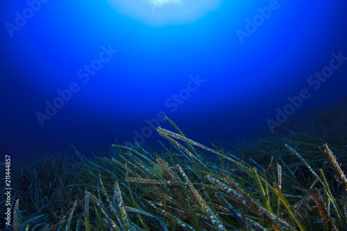 Underwater seagrass and blue ocean 