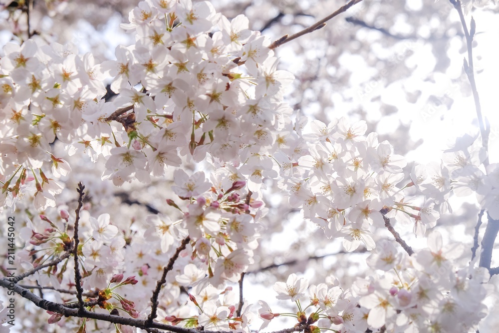 Sakura flower full bloom in Japan Sakura flower full bloom in Japan