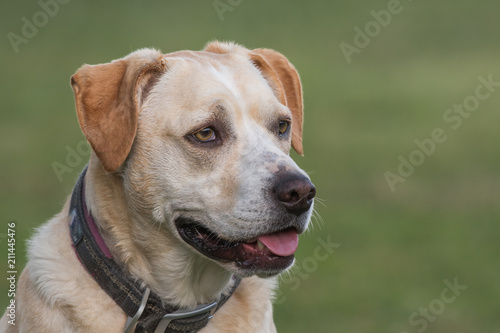 Labrador mixed breed dog portrait