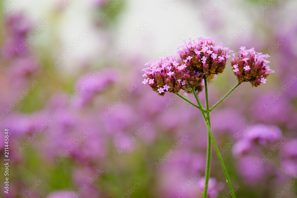 Verbena color purple flower and copy space Verbena color purple flower and copy space
