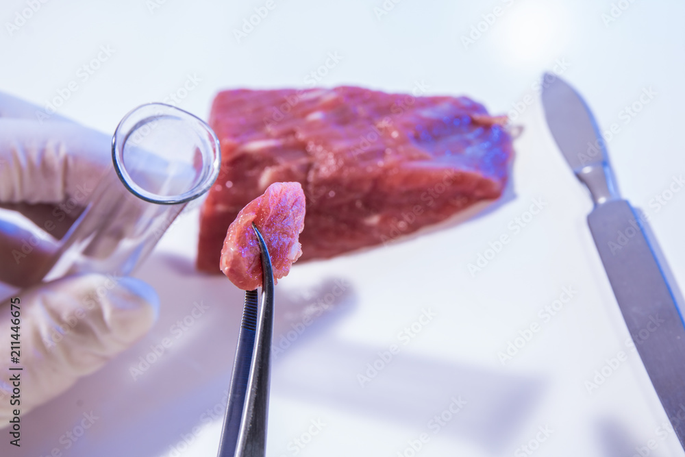 ein Stück Fleisch wird in einem Labor untersucht ein Stück Fleisch wird in einem Labor untersucht