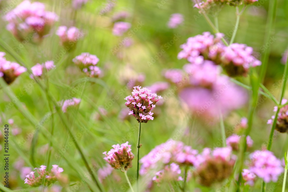 Verbena color purple flower and copy space Verbena color purple flower and copy space