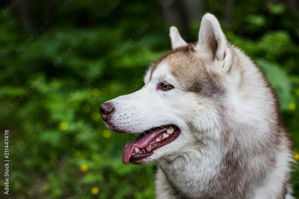 Profile portrait of beautiful beige dog breed siberian husky with tonque hanging out in the green grass Profile portrait of beautiful beige dog breed siberian husky with tonque hanging out in the green grass