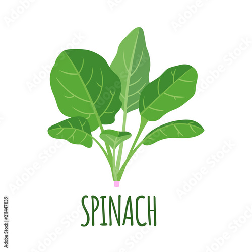Spinach icon in flat style isolated on white.