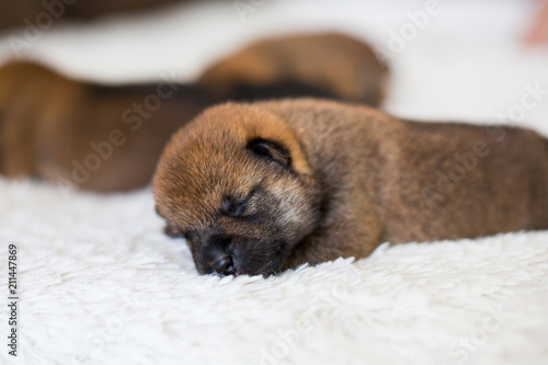 Close-up portrait of newborn Shiba Inu puppy sleeping on the blanket © Anastasiia