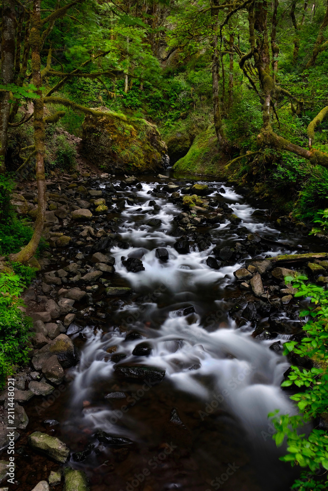 Lush forest with white water stream. Forest creek in Columbia River Gorge area in summer.  Portland. Oregon. United States of America.