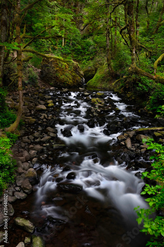 Lush forest with white water stream. Forest creek in Columbia River Gorge area in summer. Portland. Oregon. United States of America.