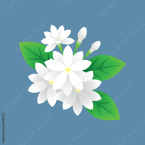 jasmine flower vector