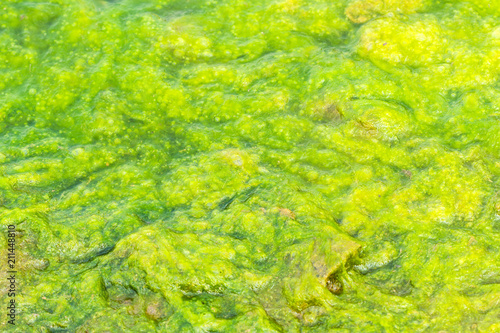 Green slime from algae in lake
