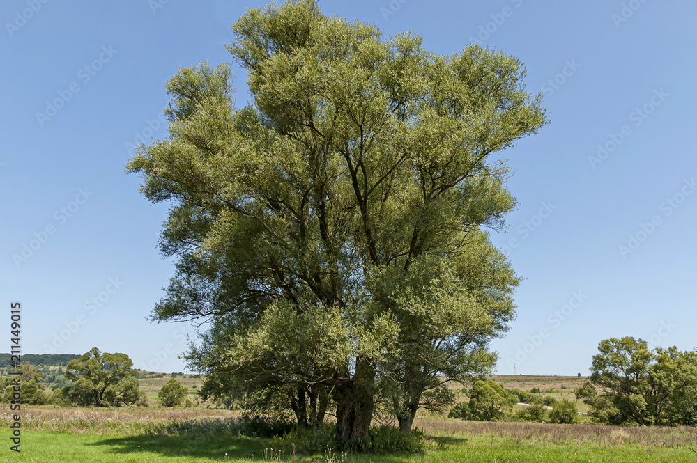 Obraz premium Landscape of summer nature with green glade, flower, forest and big White willow or Salix alba tree, Sredna Gora mountain, Ihtiman, Bulgaria 