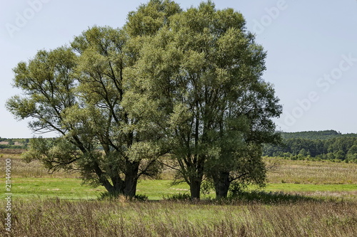 Landscape of summer nature with green glade, flower, forest and big White willow or Salix alba tree, Sredna Gora mountain,  Ihtiman, Bulgaria 