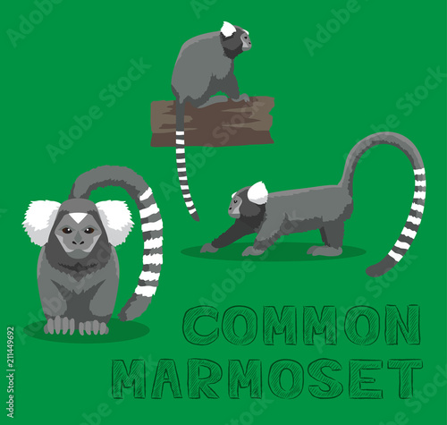 Monkey Common Marmoset Cartoon Vector Illustration