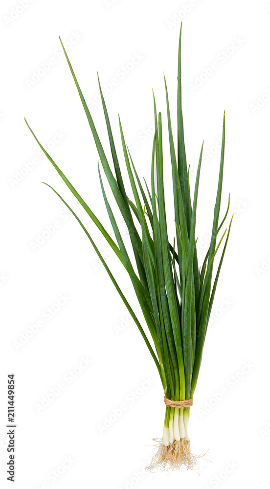 Fresh green organic onion isolated on the white background