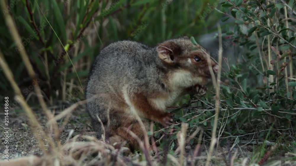 Cute Common Ringtail Possum eats leaves from a plant in the forest in rural Australia Cute Common Ringtail Possum eats leaves from a plant in the forest in rural Australia