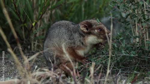 Cute Common Ringtail Possum eats leaves from a plant in the forest in rural Australia photo