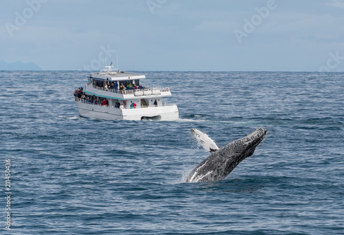 Whale Watching Tour