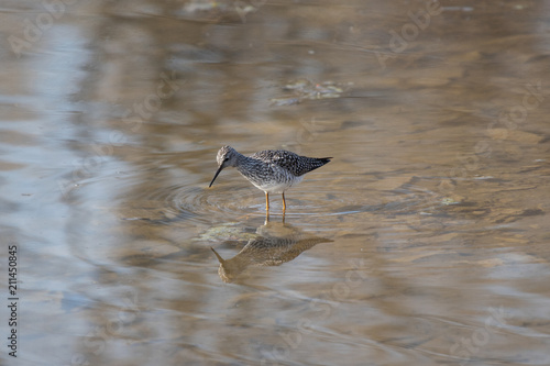 Photography Lesser Yellowlegs Wading