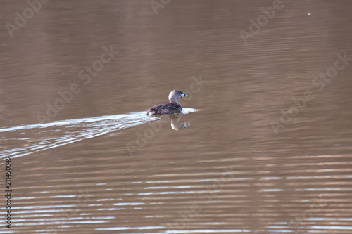 Pied Billed Grebe photo