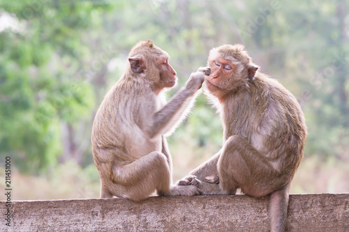 Monkeys checking for fleas and ticks in the park © pittawut
