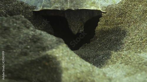 Olive Ridley Sea Turtle arribadas photo