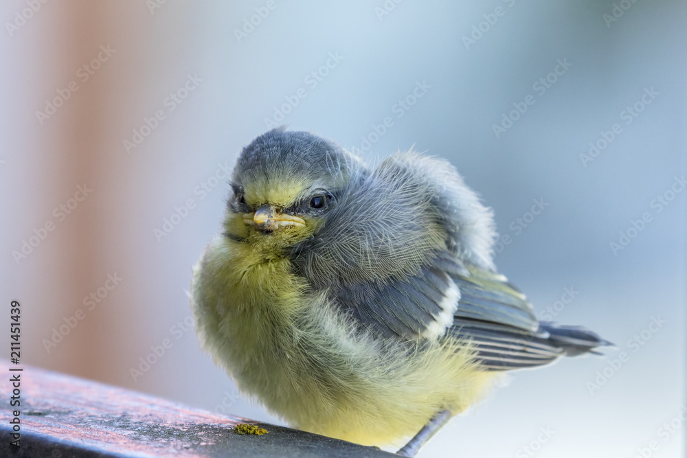 Fototapeta premium Close up at a young Blue tit bird