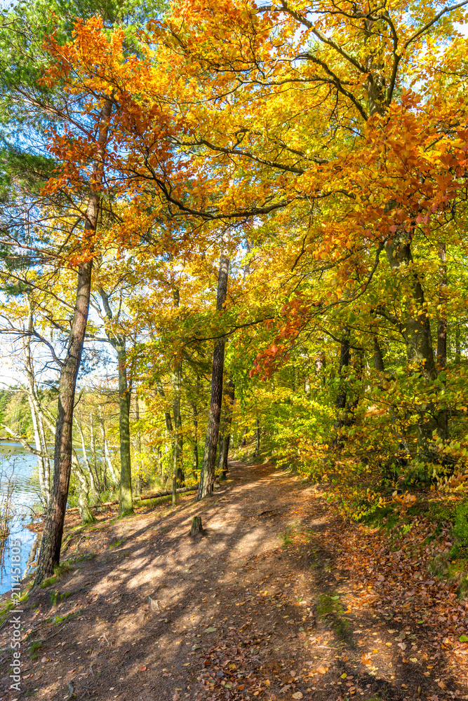 Obraz premium Autumn forest, fall landscape