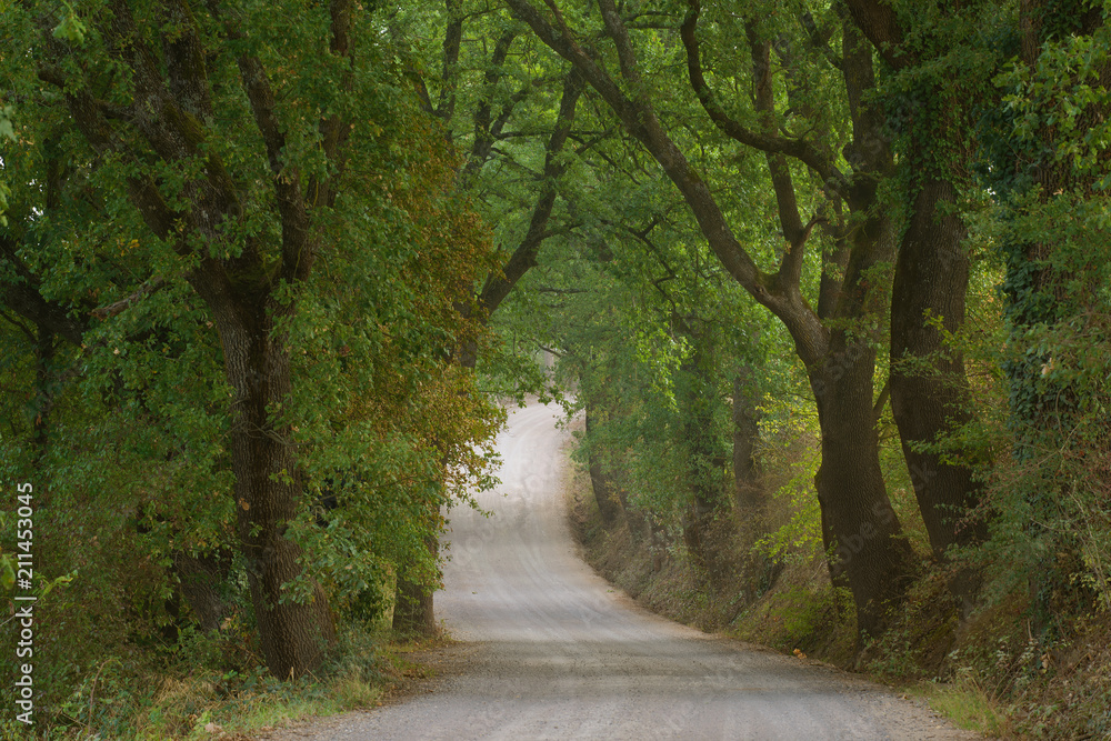 Rural country road surrounded by trees. Tuscany, Italy Rural country road surrounded by trees. Tuscany, Italy