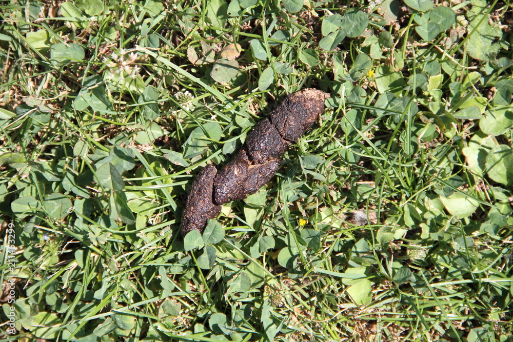 Hundekot auf der Wiese StockFoto Adobe Stock