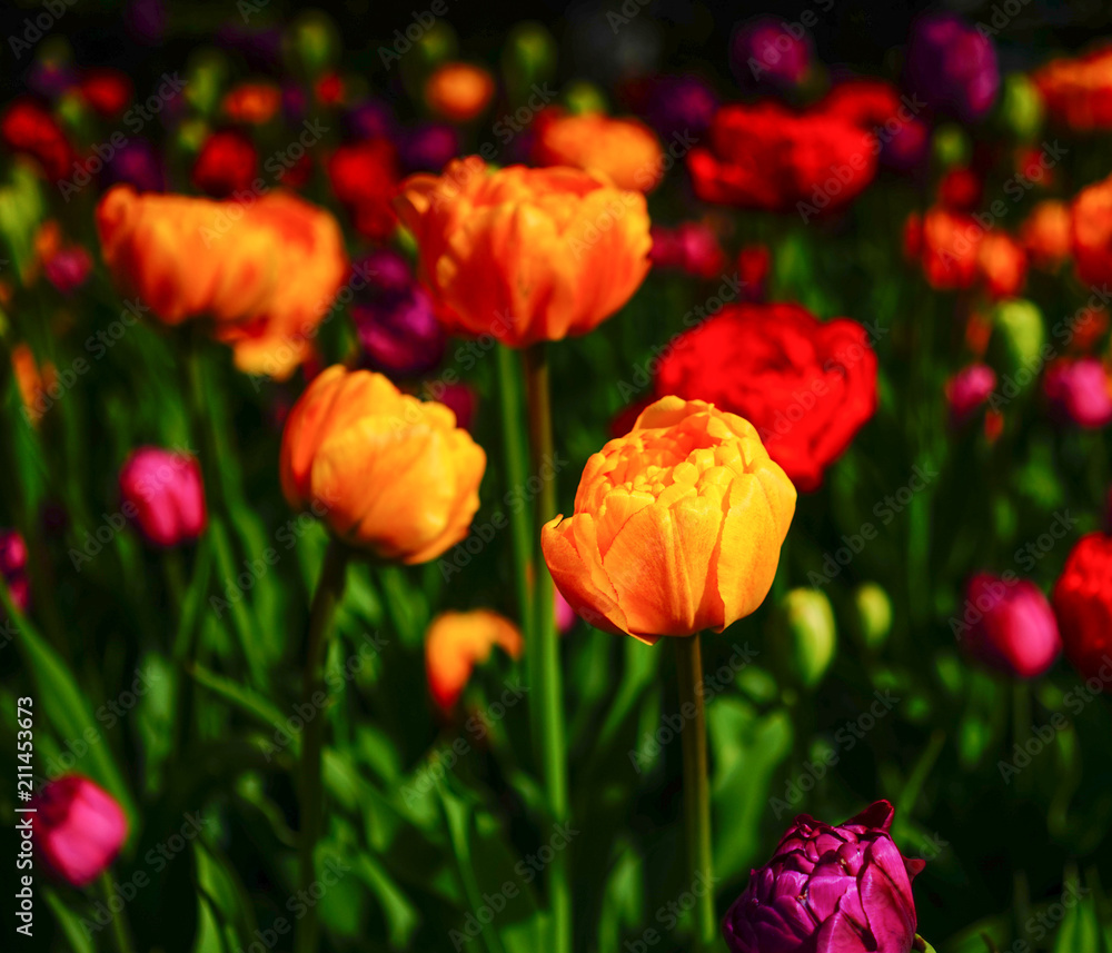 Obraz Tulipan kwiaty w ogrodzie na wiosnę