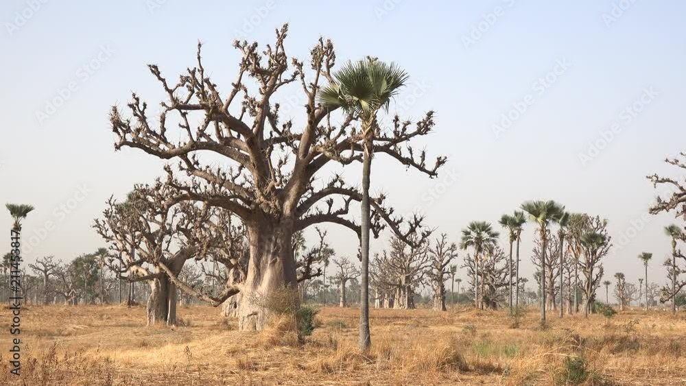 Heat African savanna, panoramic landscape - baobab trees in the background Heat African savanna, panoramic landscape - baobab trees in the background