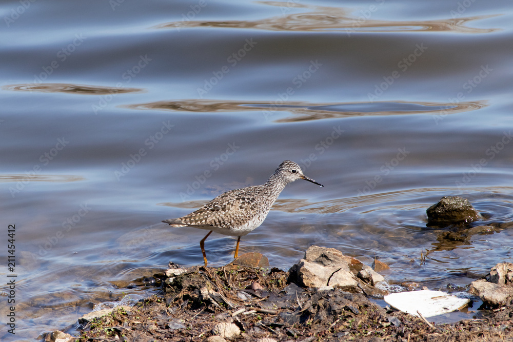 Obraz premium Lesser Yellowlegs