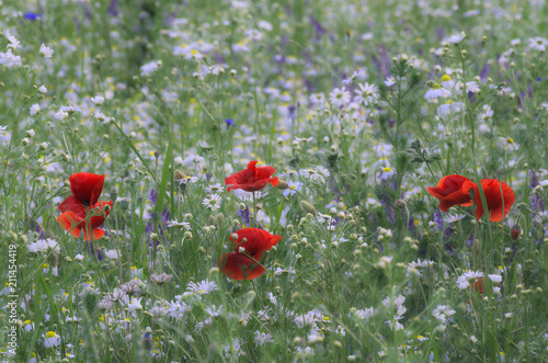 Fototapeta Naklejka Na Ścianę i Meble -  Rosnąc w parach