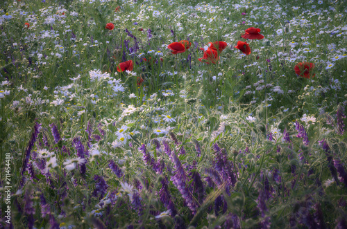 Fototapeta Naklejka Na Ścianę i Meble -  Kolorowe pole