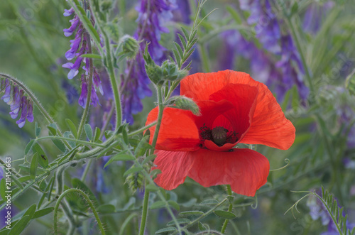 Fototapeta Naklejka Na Ścianę i Meble -  Mak polny 2