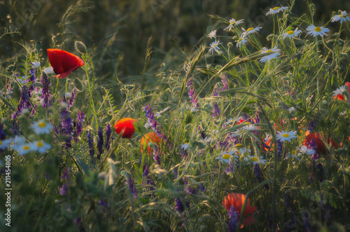 Fototapeta Naklejka Na Ścianę i Meble -  Polny bałagan