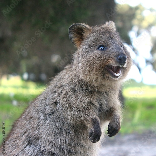 Laughing quokka - a little marsupial living on Rottnest Island near Perth, Western Australia