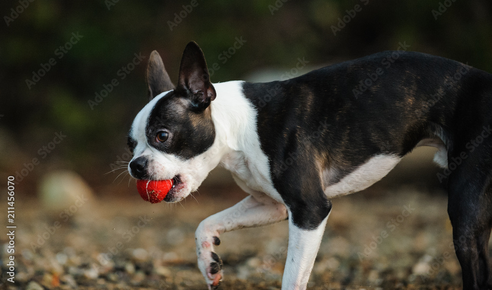 Boston Terrier dog outdoor portrait playing with red ball