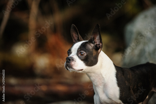 Boston Terrier dog outdoor portrait in nature