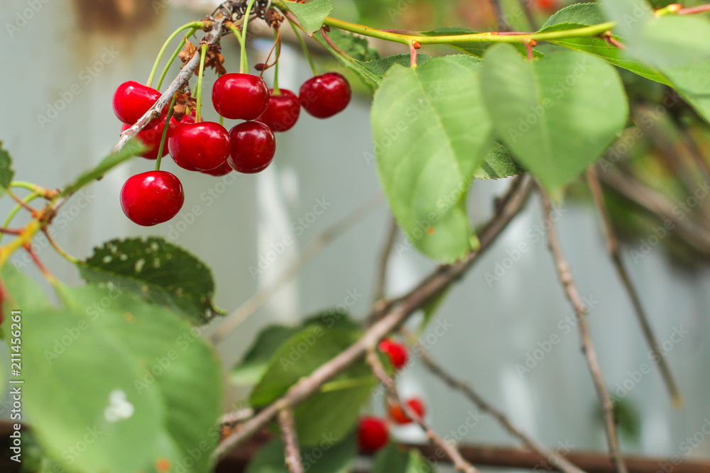 Obraz premium cherries - tasty and juicy berries. food background