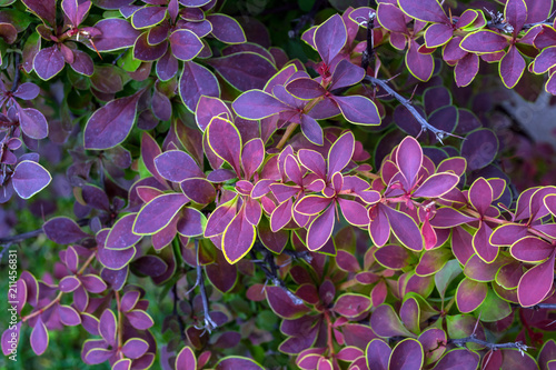 background of leaves of barberry, red, purple, with different shades, with green caim photo